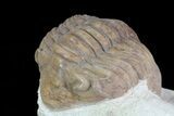 Unusual, Delphasaphus Trilobite - Russia #74037-1